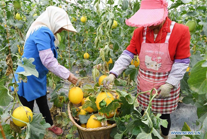 farmers harvest muskmelons in central yunnan