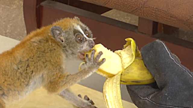 slow loris eating banana