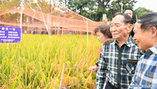 Third-generation hybrid rice achieves high yields
