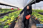 Strawberries enrich farmers in Fumin County