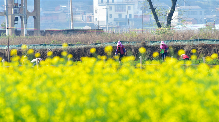 Fields of bright yellow herald spring