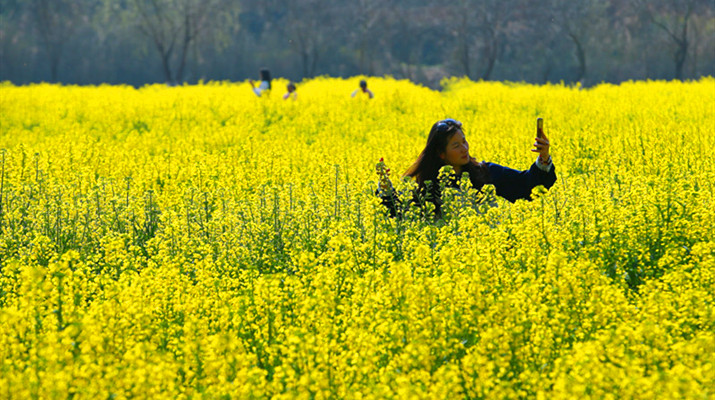 Rape blossom attracts first swarm of tourists of spring