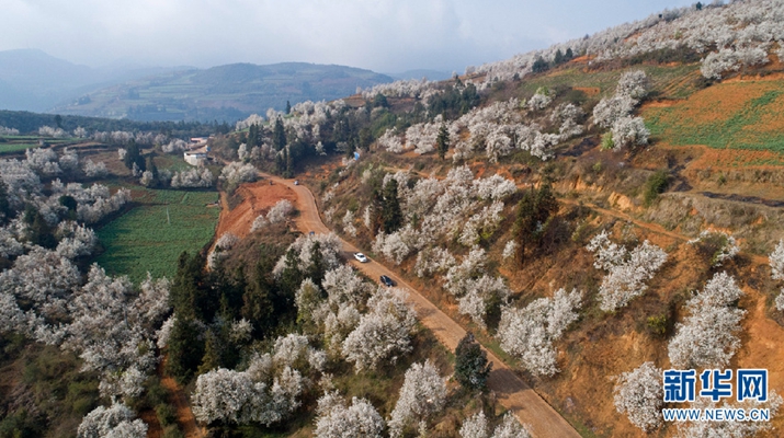 Pear blossom decorates leisure town in south Yunnan