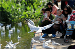 Wintering gulls keep date with China's spring city