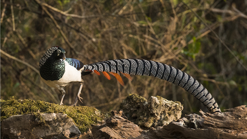 Bird photographer helps raise public awareness in eco-conservation