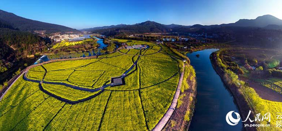 Rape-seed flowers shine in river-side Yunnan fields