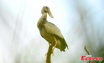 Asian openbill storks seen in Yunnan, SW China