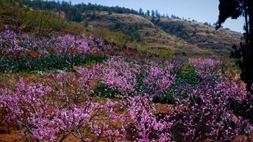 Flowers are blooming near Yangzong Lake in Kunming