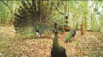 Green peafowl's last habitat vs. 3.7-billion-yuan dam