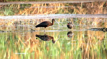 Glossy ibis appears at Dianchi lakeside again