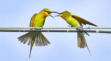 Bee-eaters reappear in Baoshan, SW Yunnan