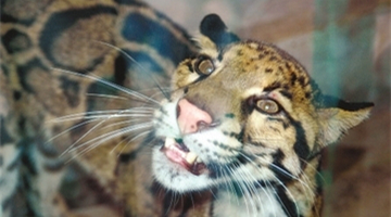 Vulnerable clouded leopard spotted by infrared camera in Yunnan