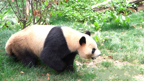 Cute panda moves to new home in Yunnan