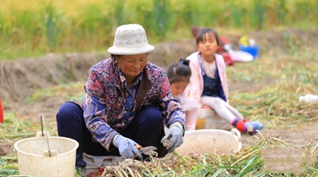Farmers in Liming harvest garlic, earning over 100 yuan daily