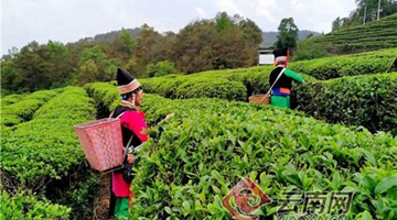 Villagers in Shidian county better off via tea-growing 
