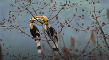 Rare footage of great hornbill couple breeding chicks in Yunnan