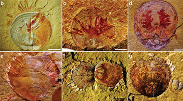 Oldest evidence of parasites discovered 