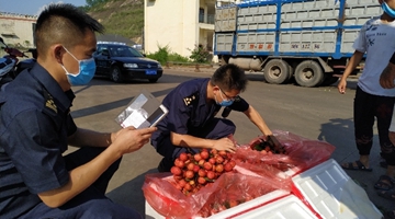 Customs: litchis imported from Vietnam increase by 12.6%