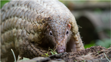 Critically endangered pangolin captured on camera in SW China