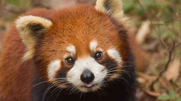 Red panda, adorable species in high mountains