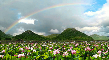 In Yunnan, lotus flowers are blooming