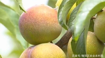 Yunnan agro-export rises by 13.7% in the first five months