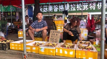 Online wild fungus sales form a trend in Yunnan