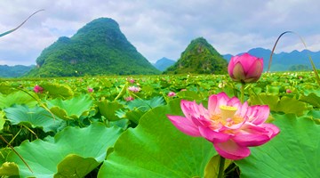 Lotus flowers bloom at Puzhehei Scenic Area in SE Yunnan