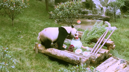 Birthday party held for panda Maozhu in Yunnan