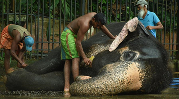 People bathe elephants ahead of final day of Kandy Esala Perahera in Sri Lanka 