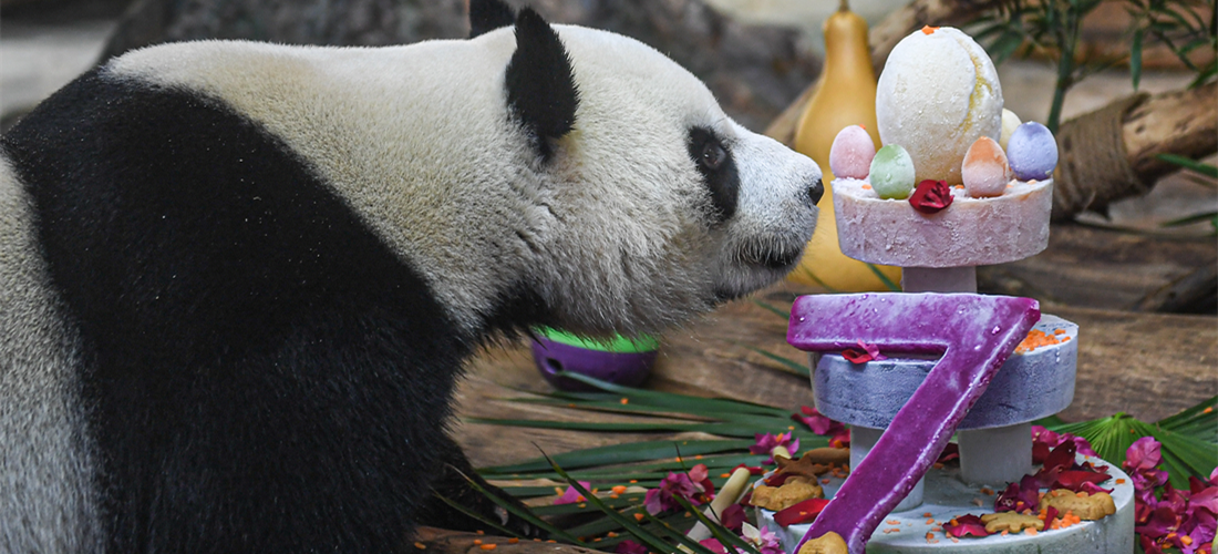 Seventh birthday of two giant pandas celebrated in Haikou 