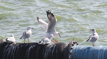 Sea gulls begin flocking in Kunming for coming winter