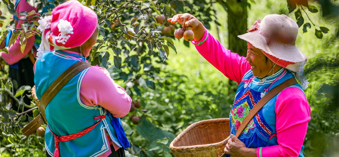 Farmers enjoy pear harvest in Kaiyuan