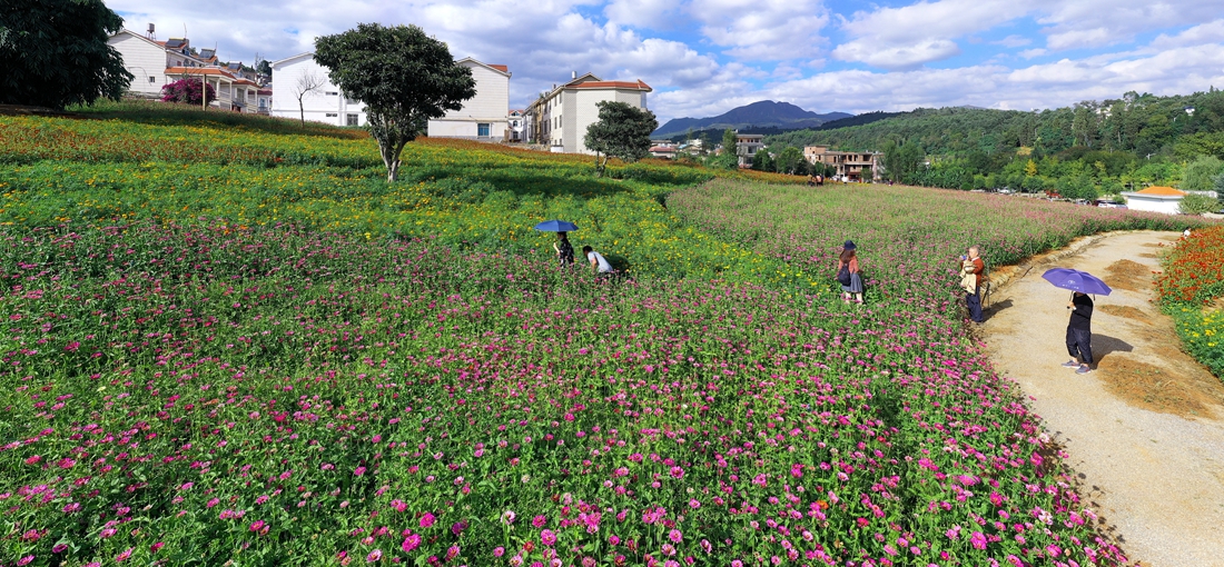 Flower fields seen in hot-spring town, central Yunnan