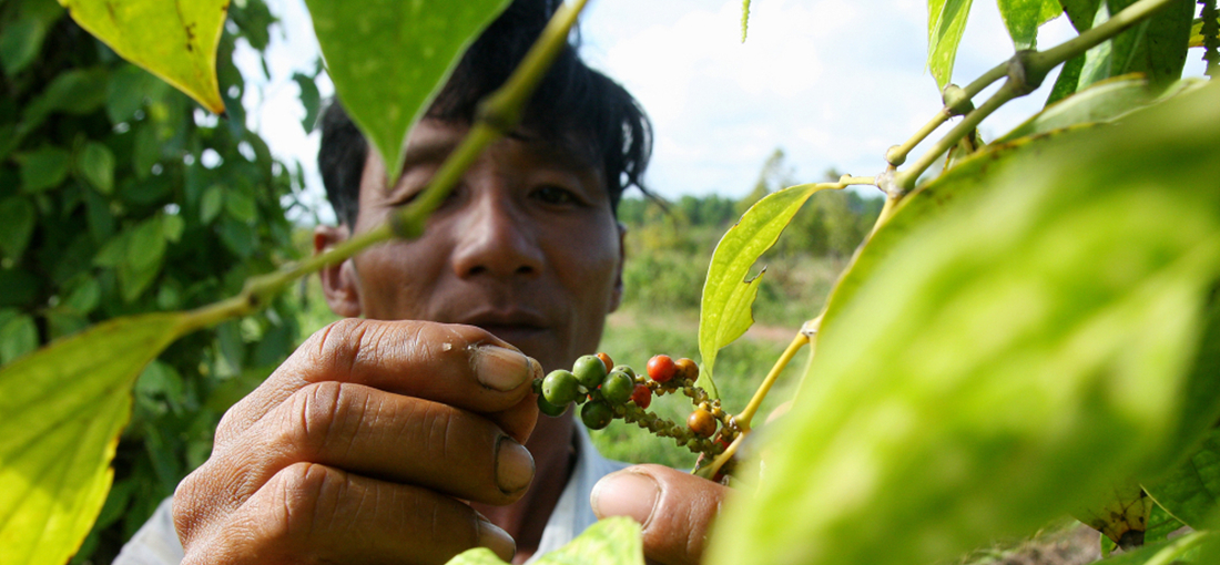 In Pics: CIIE offers opportunities for export of Cambodian pepper products