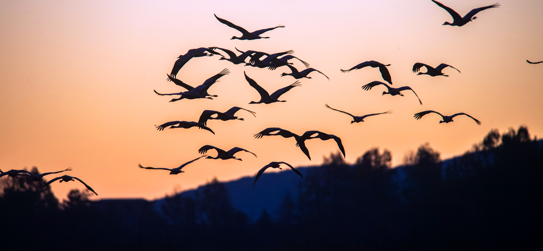 Flocks of black-necked cranes seen in Huize, NE Yunnan