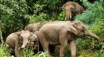 Wild elephants return to Yunnan's reserve after decades