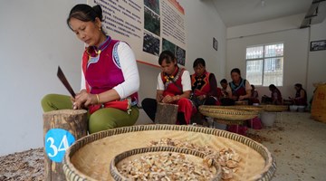 Yunnan develops walnut gene pool