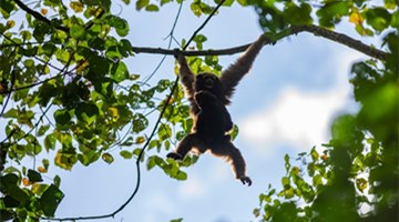 Rare gibbon spotted in Yunnan again after 2 years