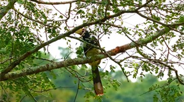 Rare pied hornbills spotted in Yunnan
