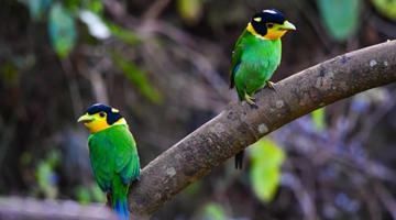 Cute, black-headed birds spotted in Dehong
