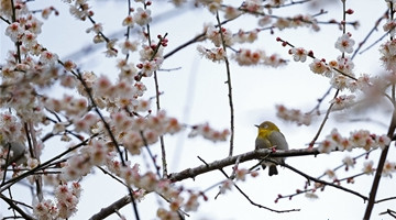 Winter sweet blossoms visible in Gejiu city