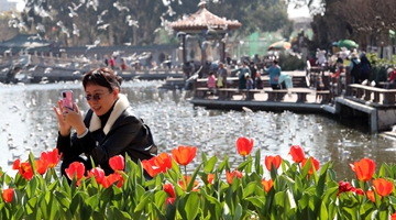 Start of spring sees tulips bloom in Daguan Park