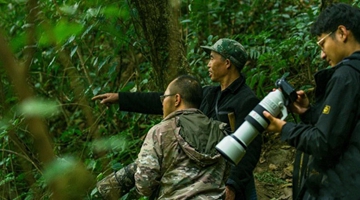 Guardian of hoolock gibbons in Mt. Daniang