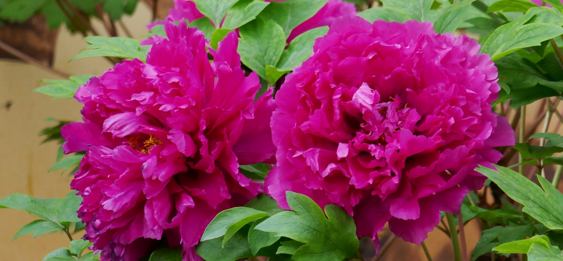 In pics: Peony display goes on in Kunming