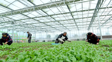 China's agricultural province achieves industrial upgrade with innovation