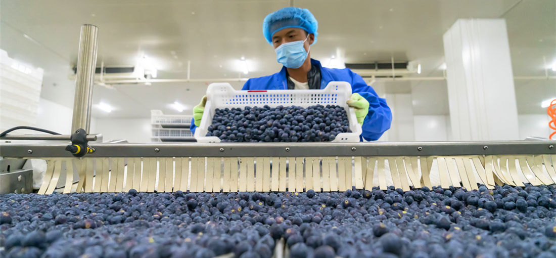 Blueberry industry helps enrich local farmers in Mengzi, SE Yunnan