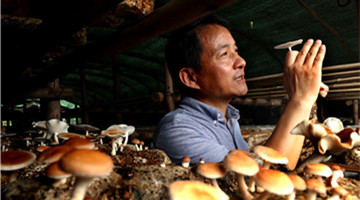 Fragrant mushrooms revitalize poor area in Pu'er, SW Yunnan