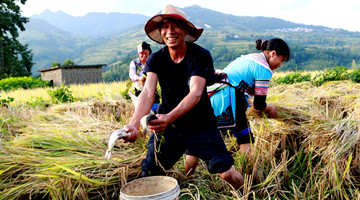 Rural residents in Yunnan see income surge