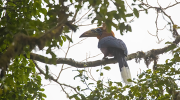 Rare hornbills spotted in Yingjiang again after decades